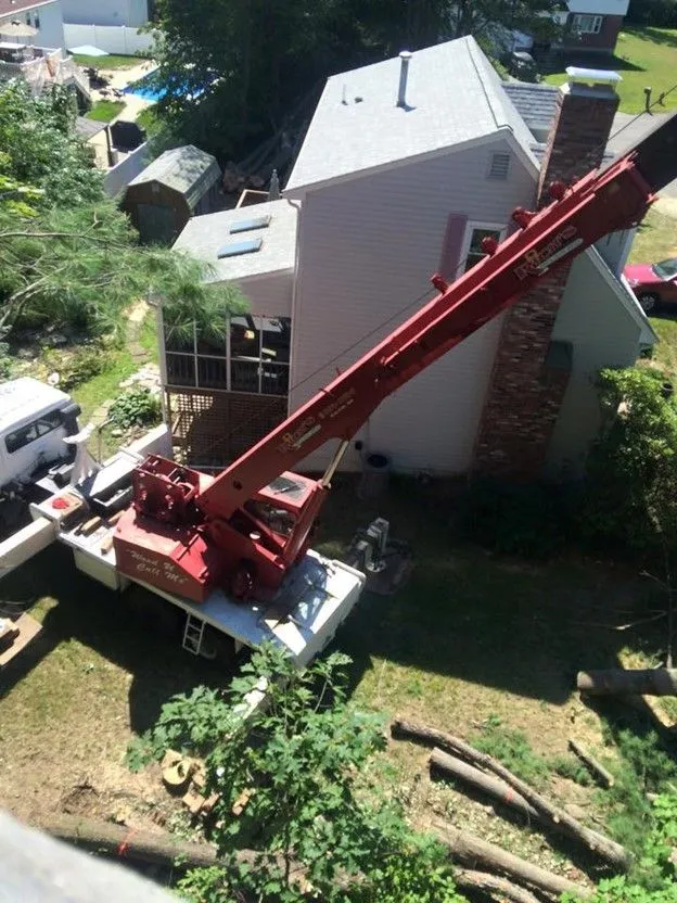 Expert Tree Removal Service in Hampstead, Southern NH