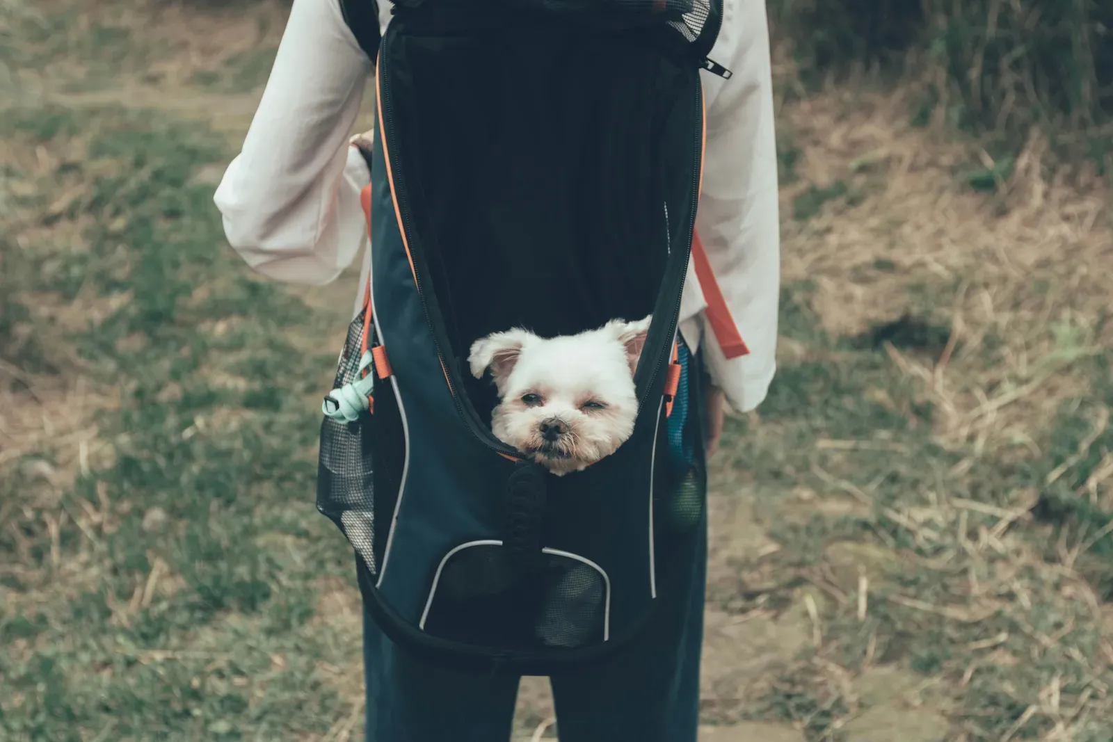 Close-up of dog carrier backpack showcasing safety features