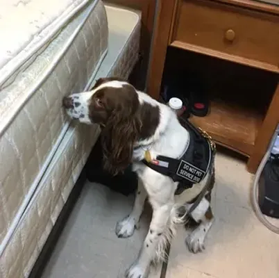 Why Choose Canine Detection for Bed Bugs?