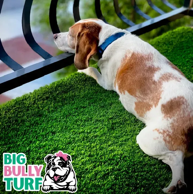 Understanding Backyard Turf Cost: Factors Influencing Pricing