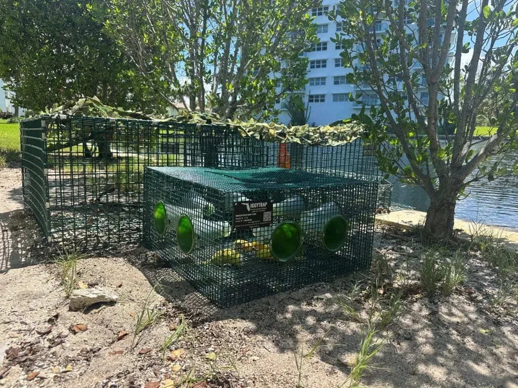 Humane Iguana Removal Services