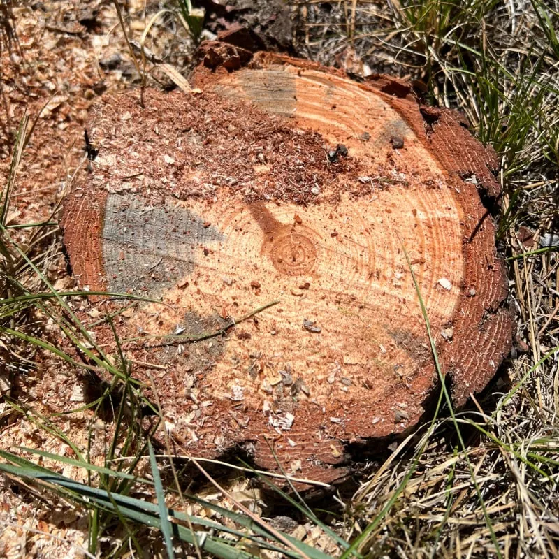 Expert Tree Removal Services in Denver