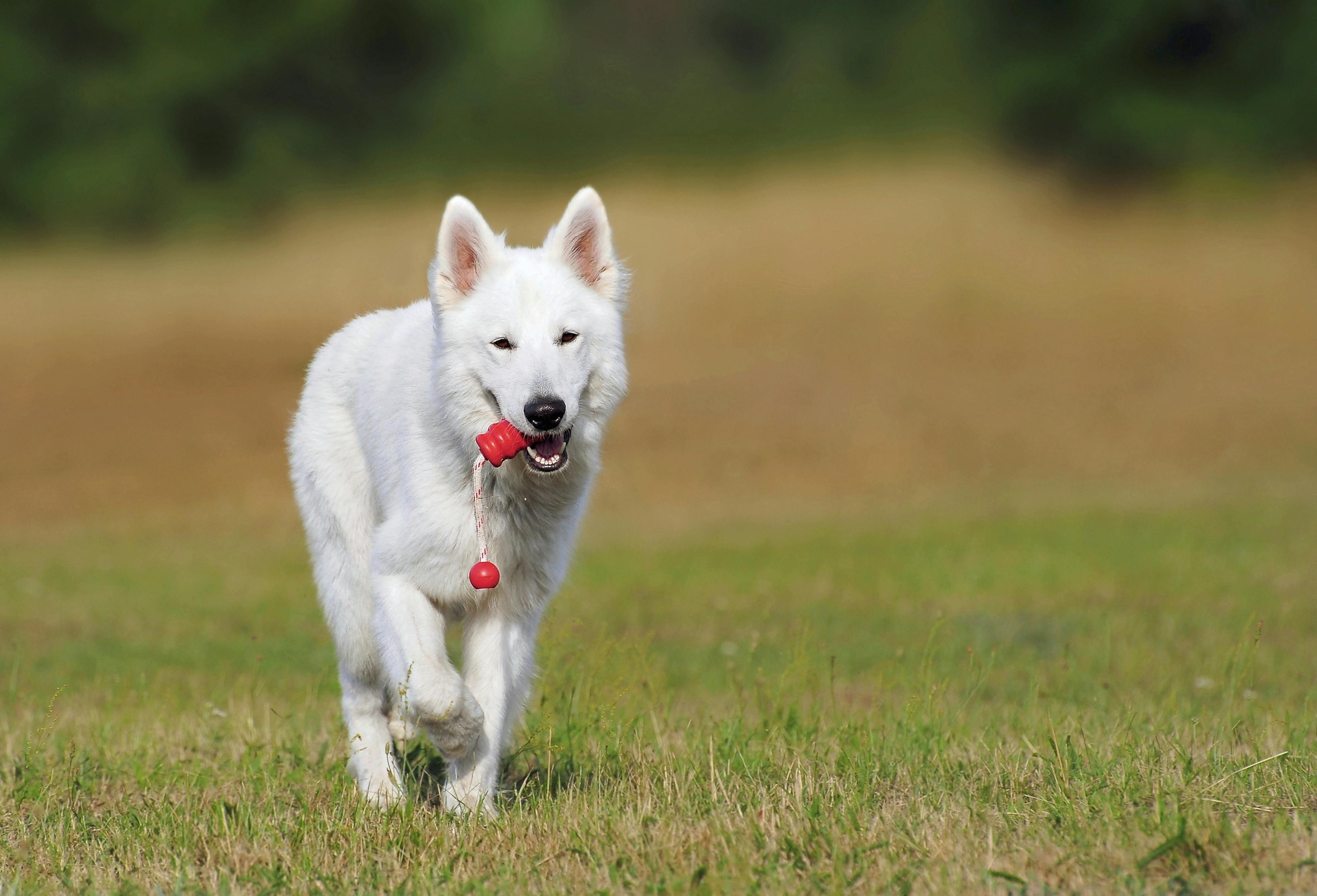 ### Key Elements - **Main Subject**: White dog - **Object**: Red toy ball - **Setting**: