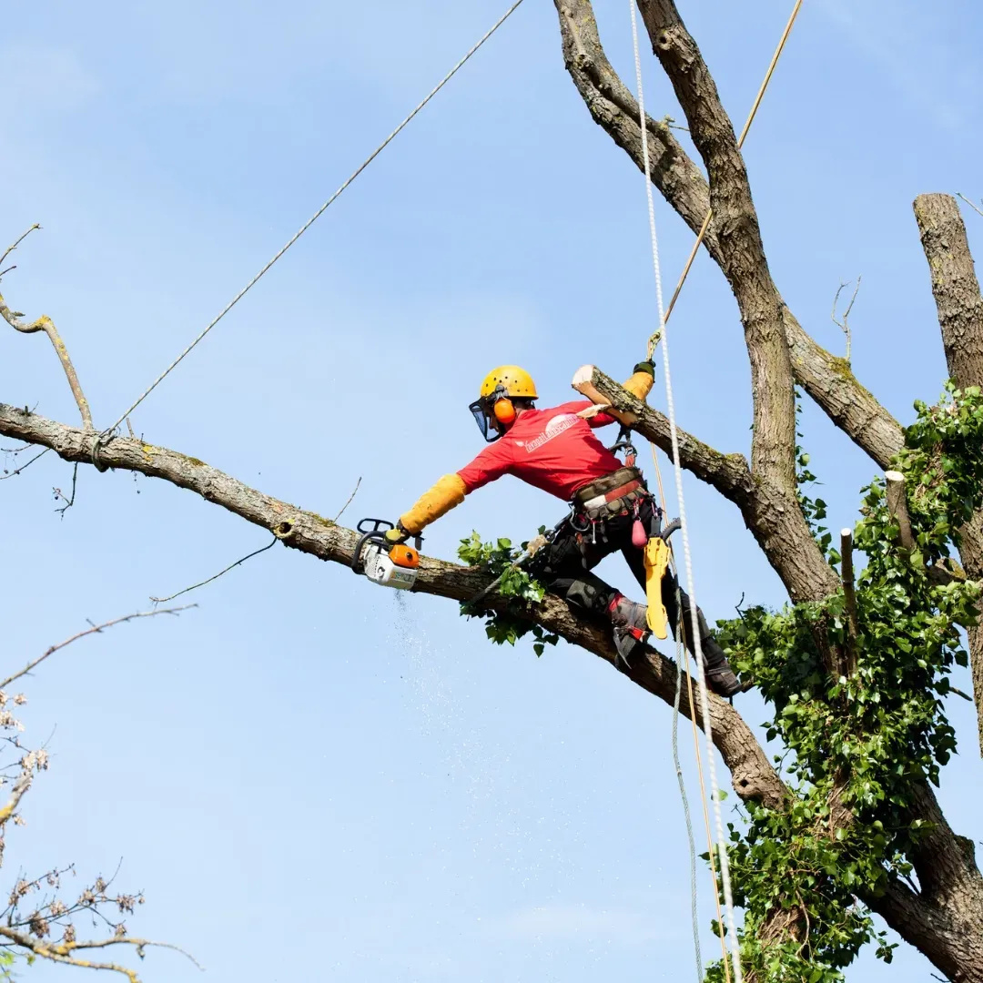 Safeguard Your Property with Firewise Landscaping Solutions
