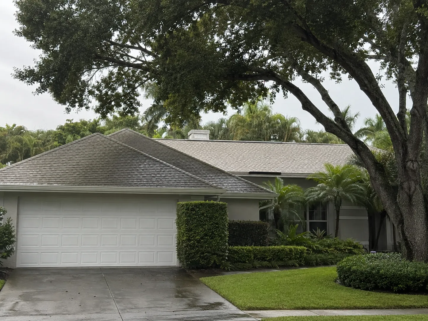 Shaded roof under tree canopy prone to algae growth in South Florida