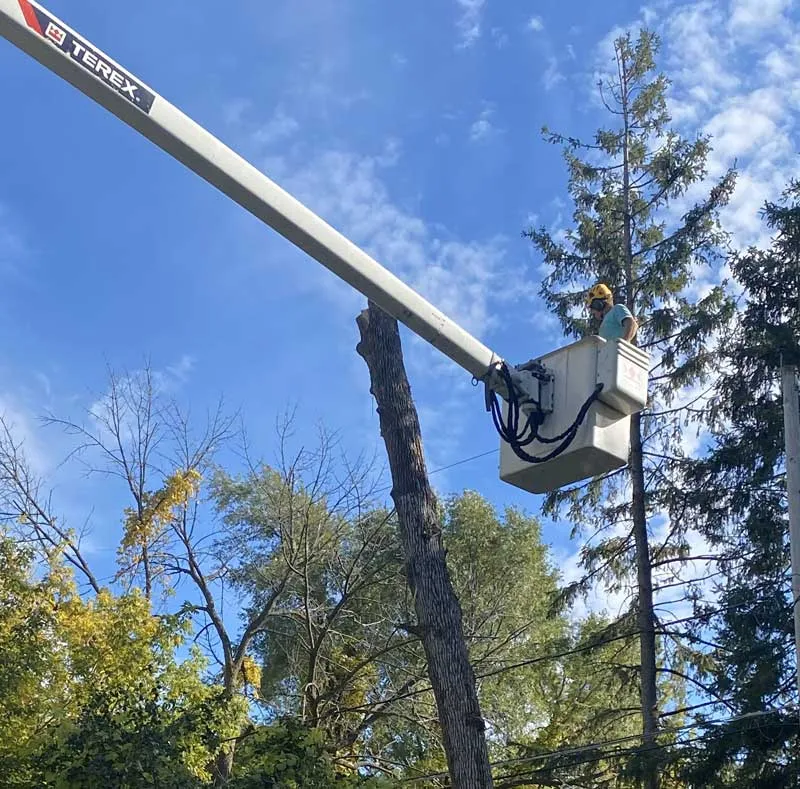 Evaluating the Best Tree Removal Providers in Waukesha