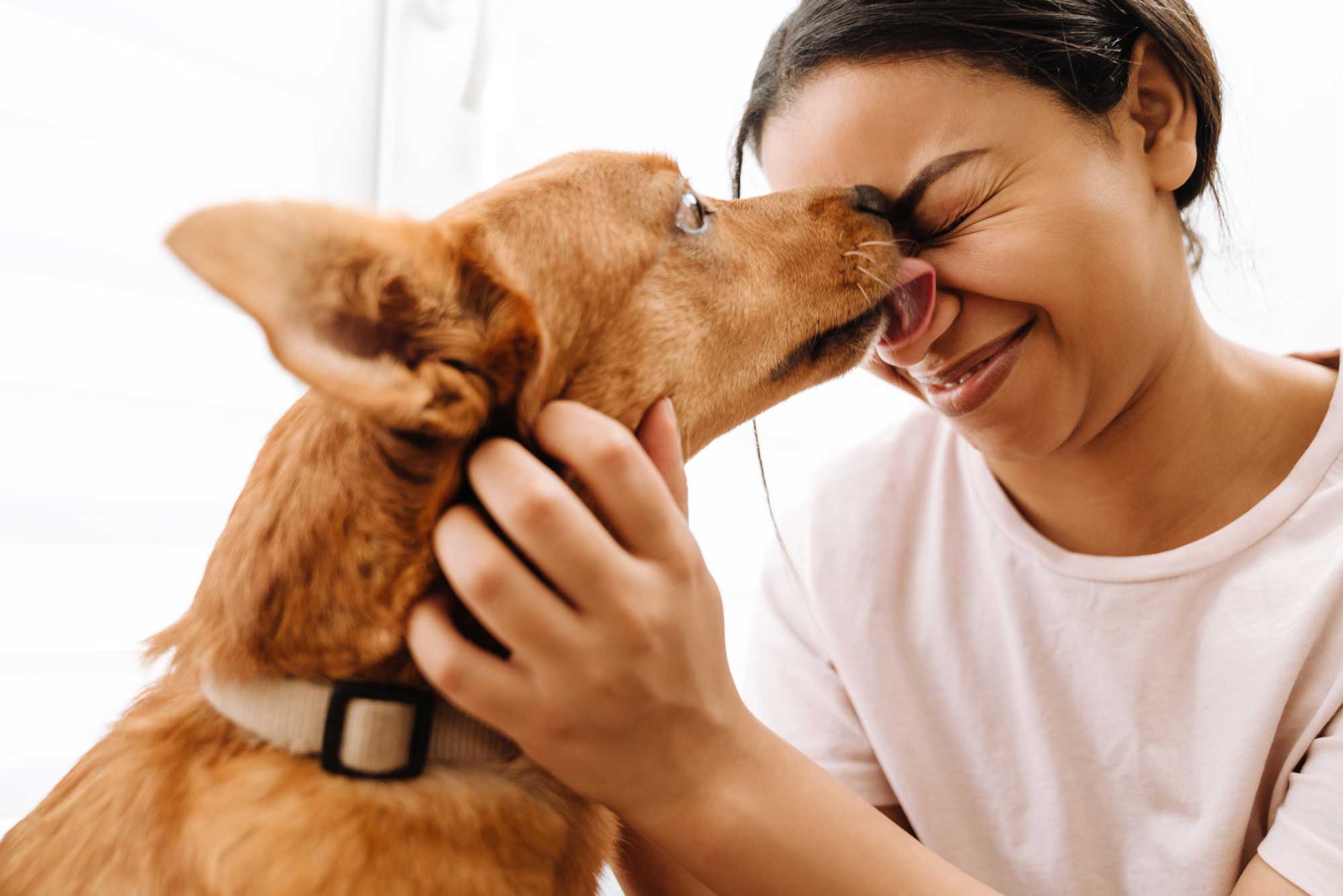 Understanding Mobile Pet Euthanasia Options for Compassionate Choices