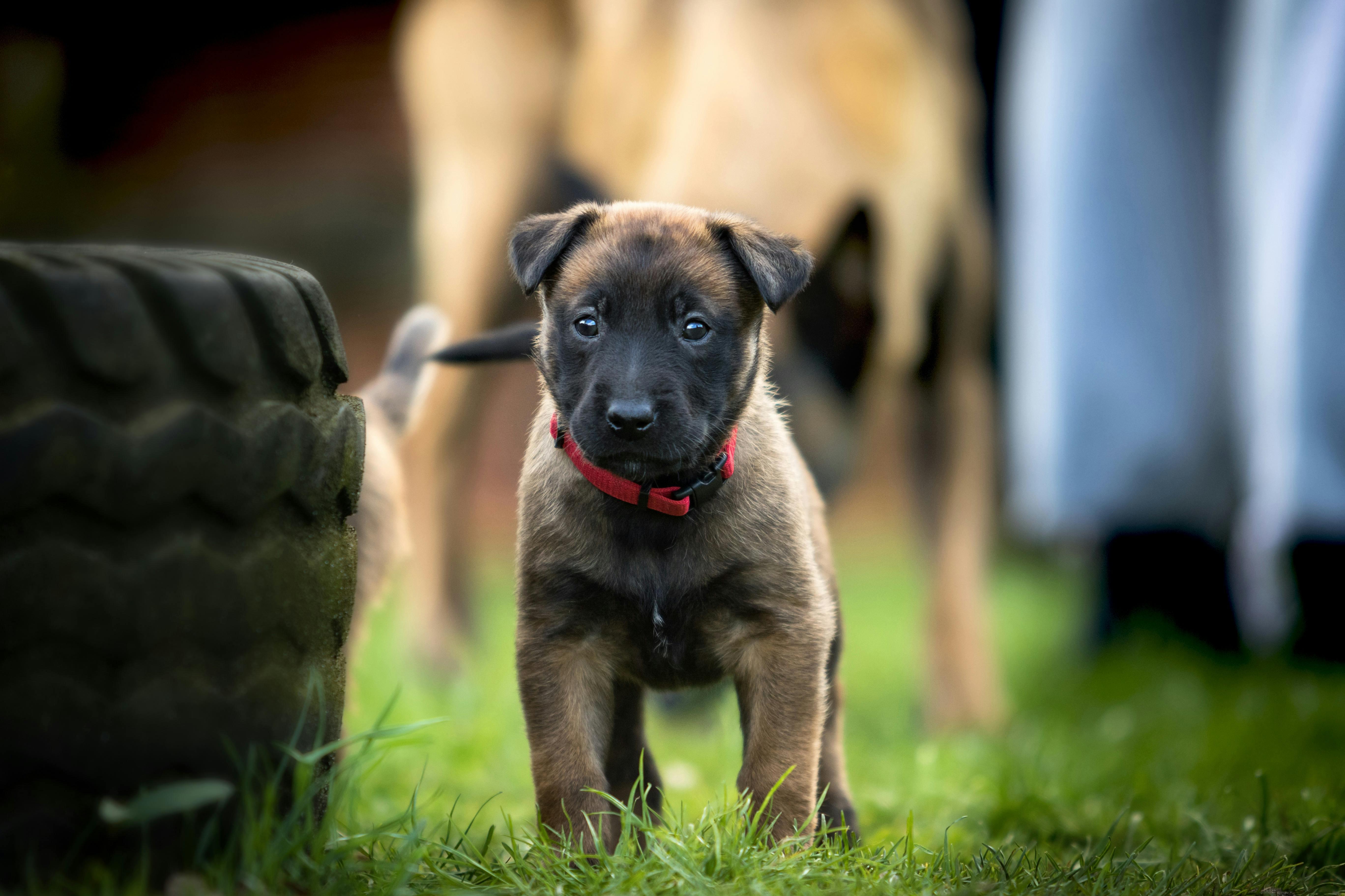 Private dog training session at home with a trainer and a puppy
