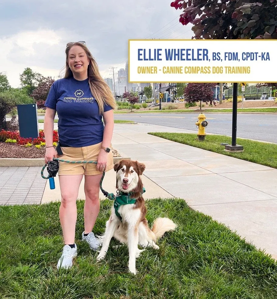 Professional Force-Free Dog Training in Charlotte, NC