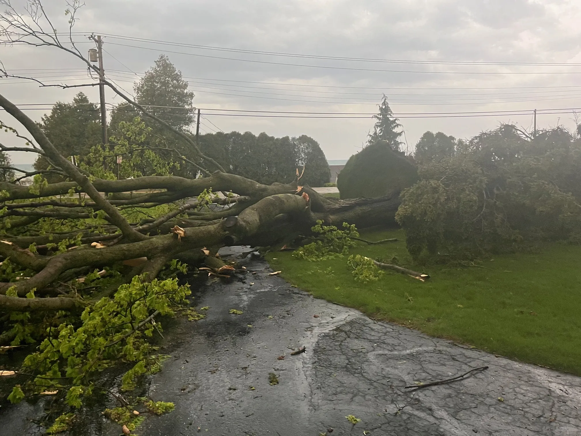 Your Trusted Emergency Tree Service After Storm Damage