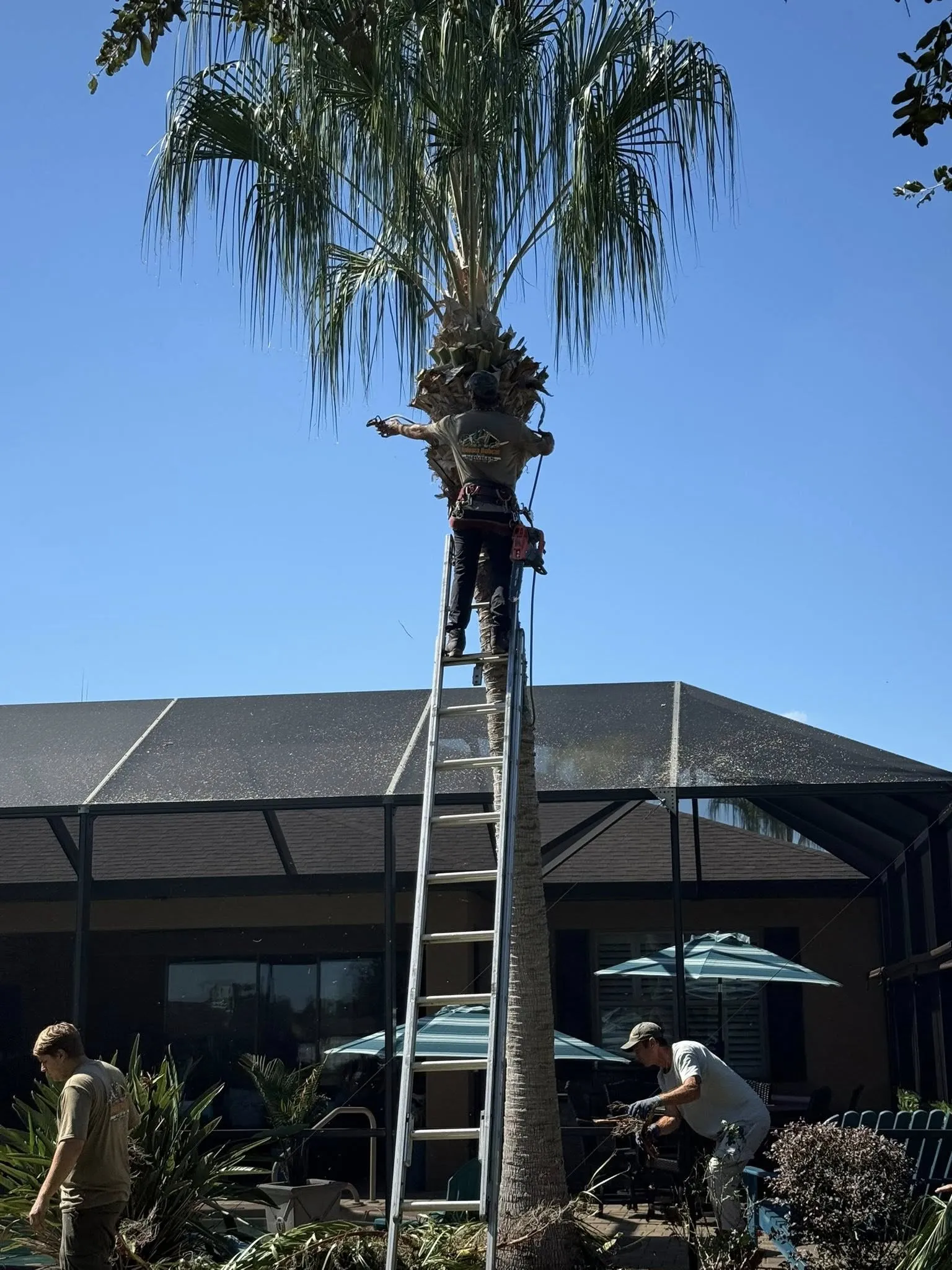 Detailed Tree Removal Services