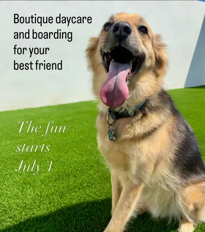 Happy dog sitting on green grass with text promoting a boutique daycare