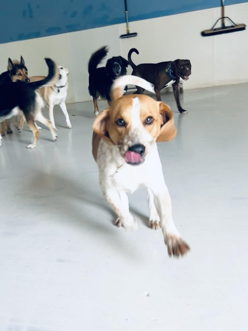 Daycare Inclusive Boarding