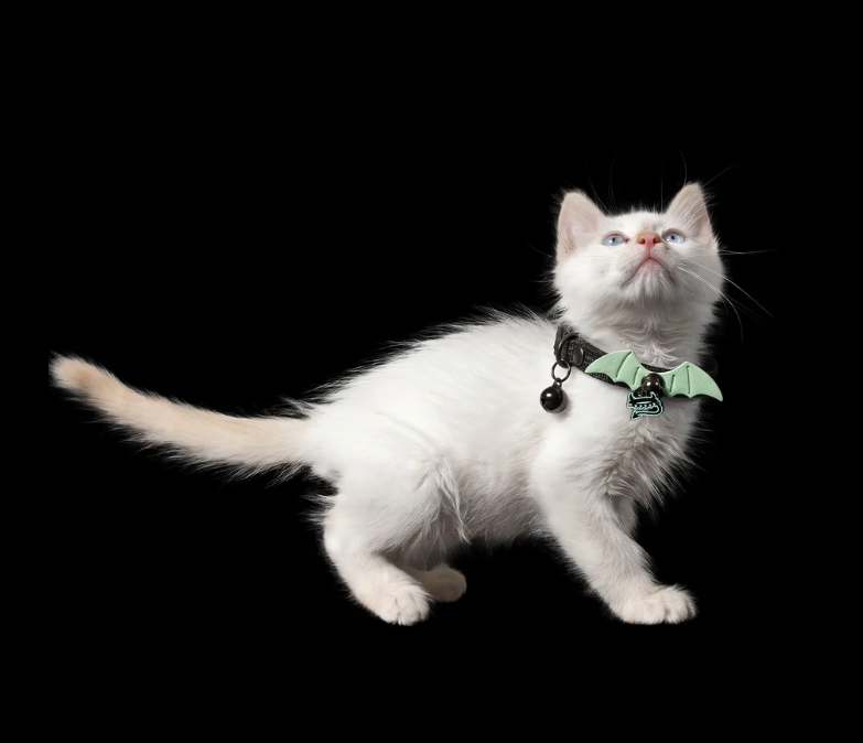 Elevate Your Cat's Safety and Style with Premium Collars