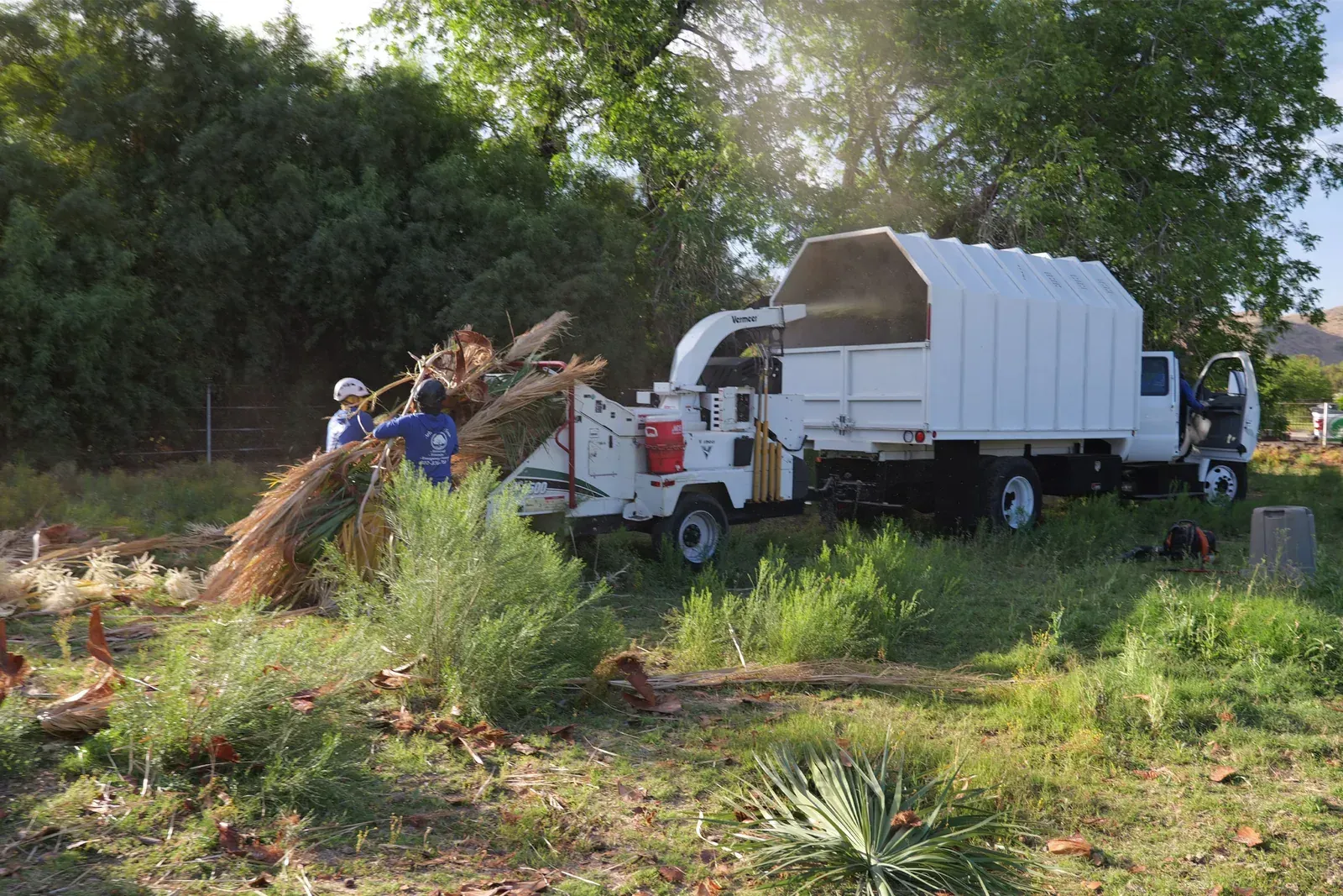 Safe and Efficient Tree Removal in Phoenix, AZ