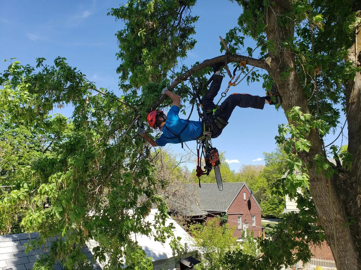Expert Tree Trimming Solutions in Salt Lake City | Timber Ridge Tree Service