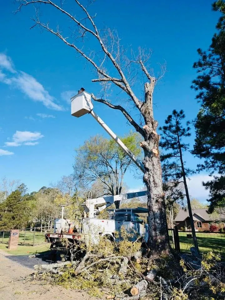 Professional Tree Removal in Arkadelphia