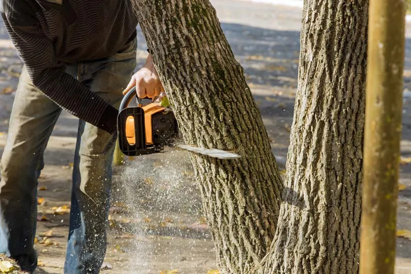 Expert Tree Removal Services in Salt Lake City | Timber Ridge Tree Service