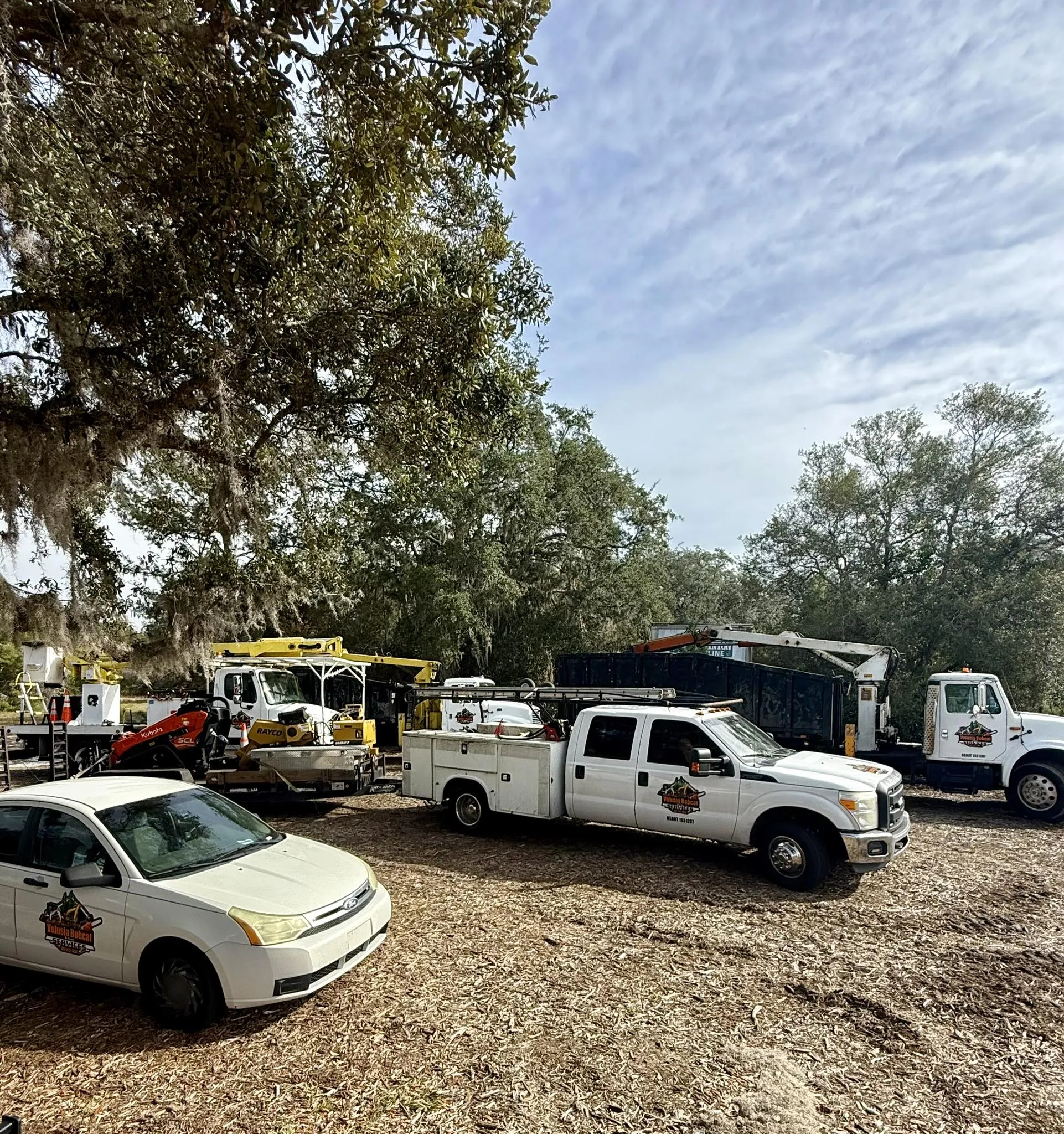 Professional Tree Trimming Solutions