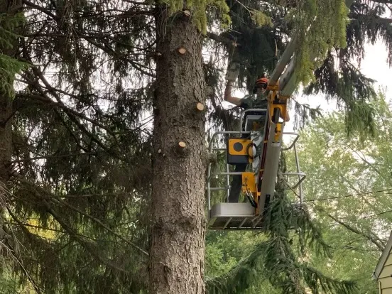 A Comparison of CJ Tree Service and Roman Tree Care