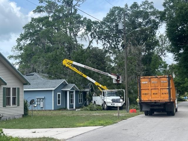 Healthy residential tree in a well-maintained yard, emphasizing the importance of tree care