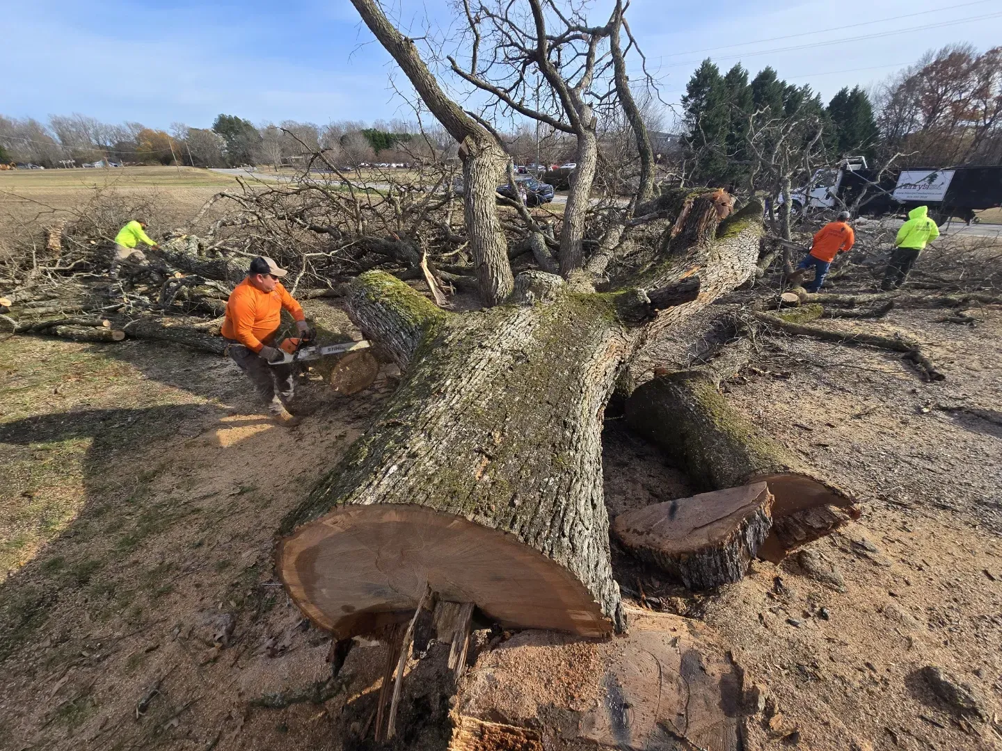 Tree Trimming and Pruning
