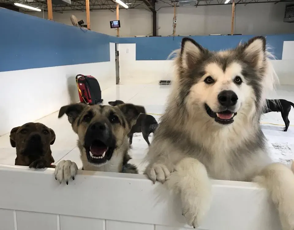 Top-Quality Dog Daycare and Boarding Services in Clayton