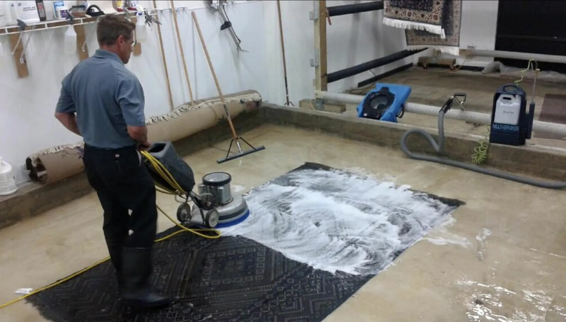 Skilled Pet Stain and Aroma Elimination for Your Rugs