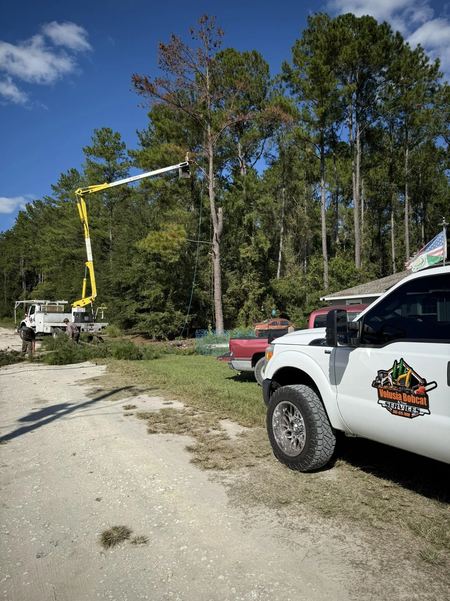 Tree Removal Expertise
