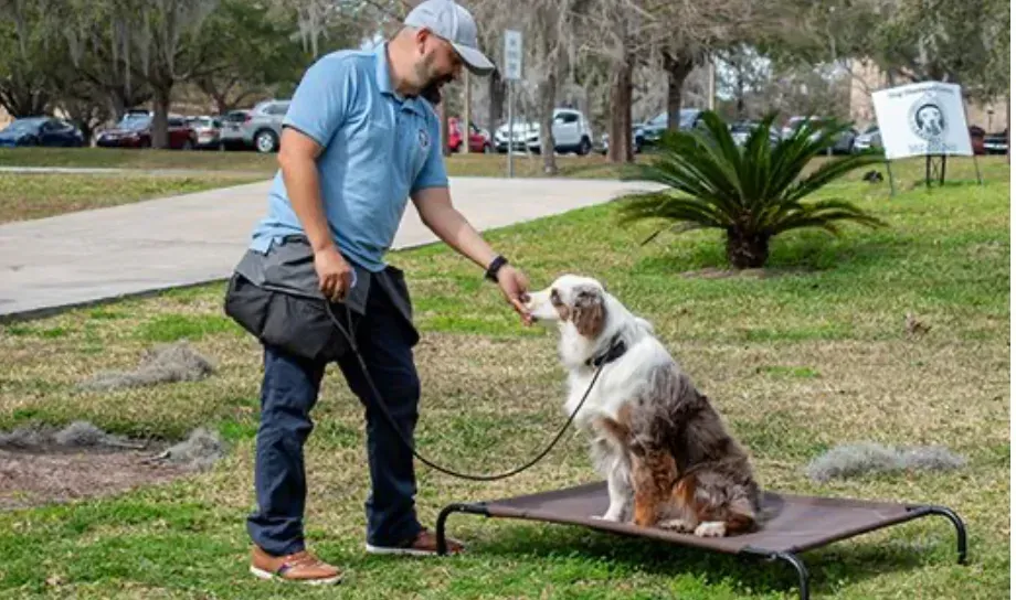 Expert Dog Training in Gainesville, FL