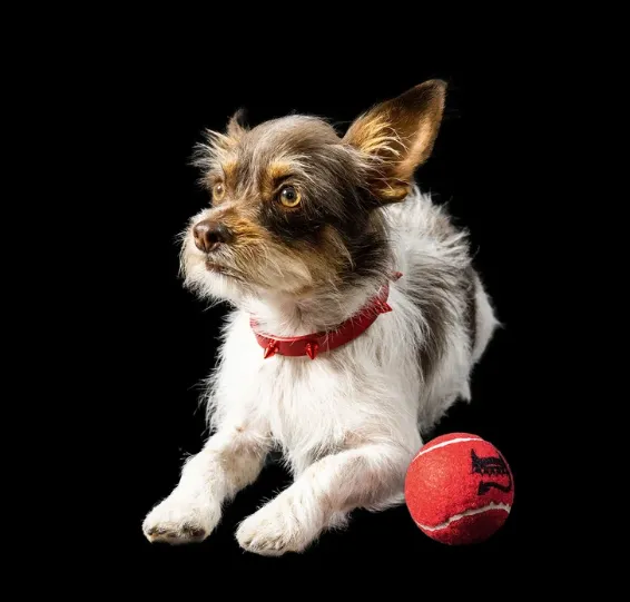 Discover Freak On a Leash Dog Toys