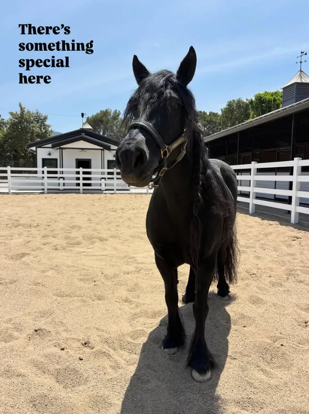 Horse Boarding Services