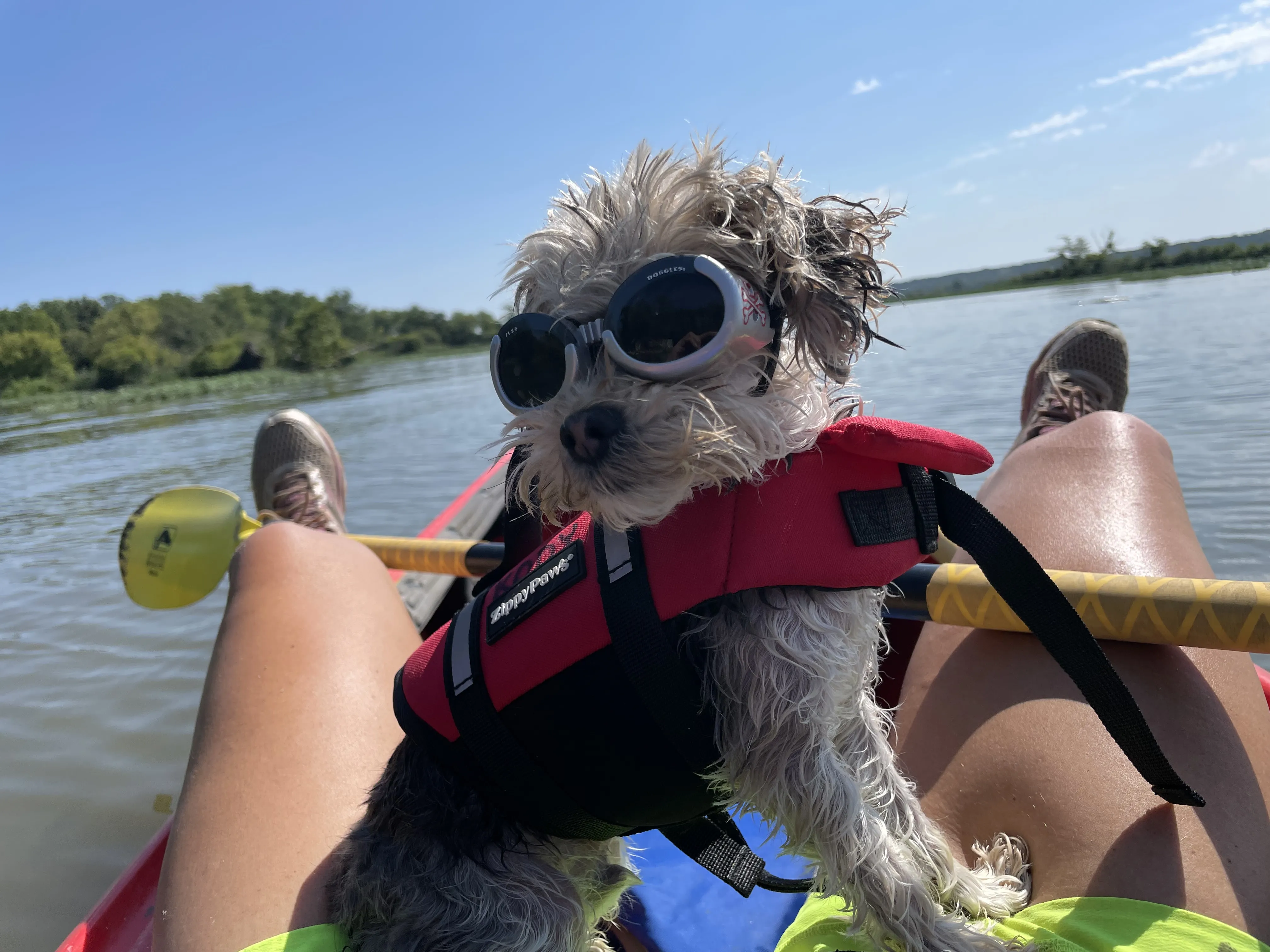 Person kayaking with a dog on the Illinois River at Starved Rock