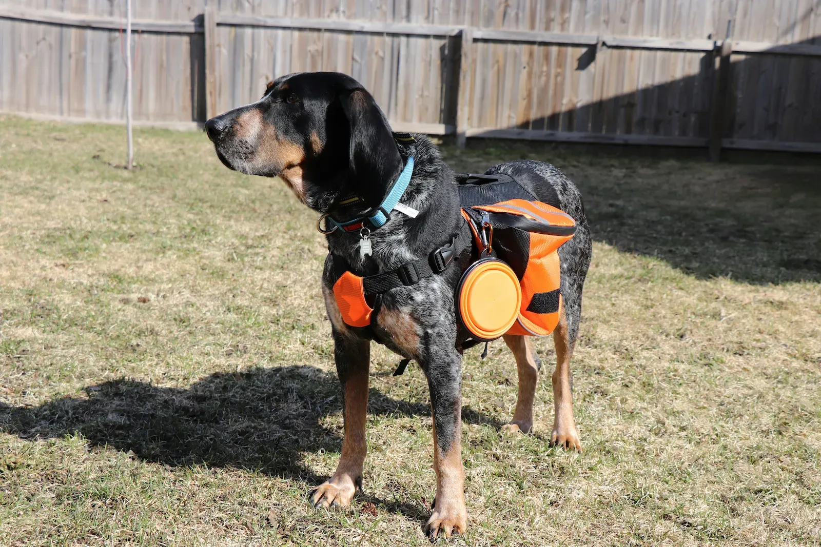 Essential hiking gear for dogs including hands-free leash, collapsible bowl, and dog backpack