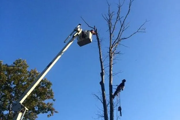 Safe and Efficient Tree Removal in Hampstead