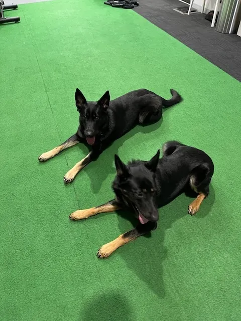 Professional Reactive Dog Training in Melbourne for Various Breeds