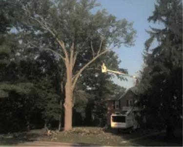 Arborist tree care services removing a large tree in a residential yard