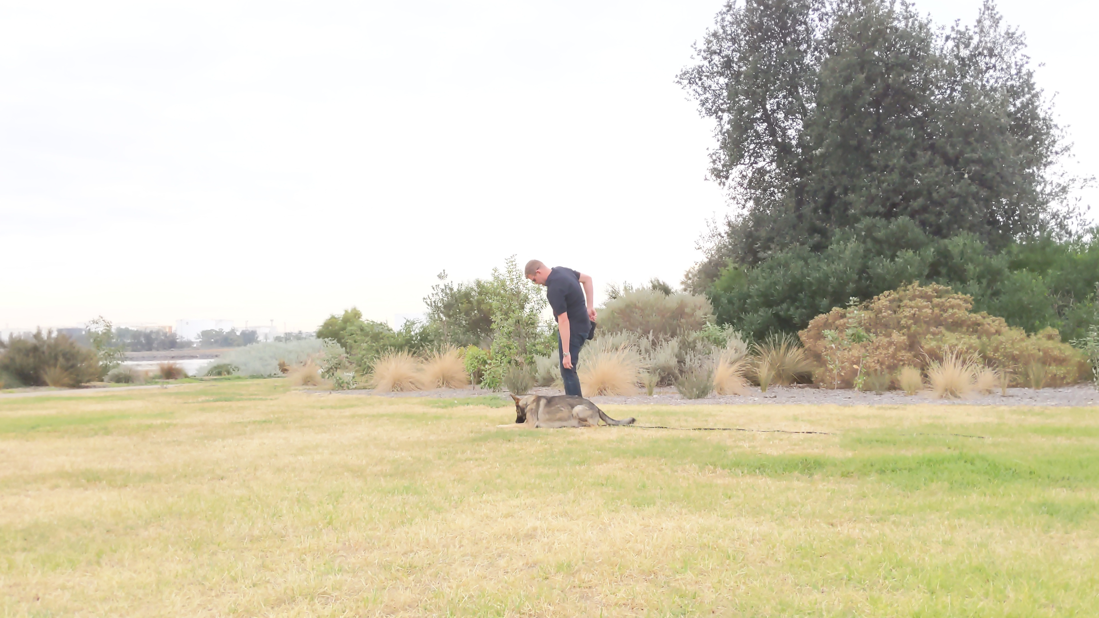 Basic and Advanced Obedience