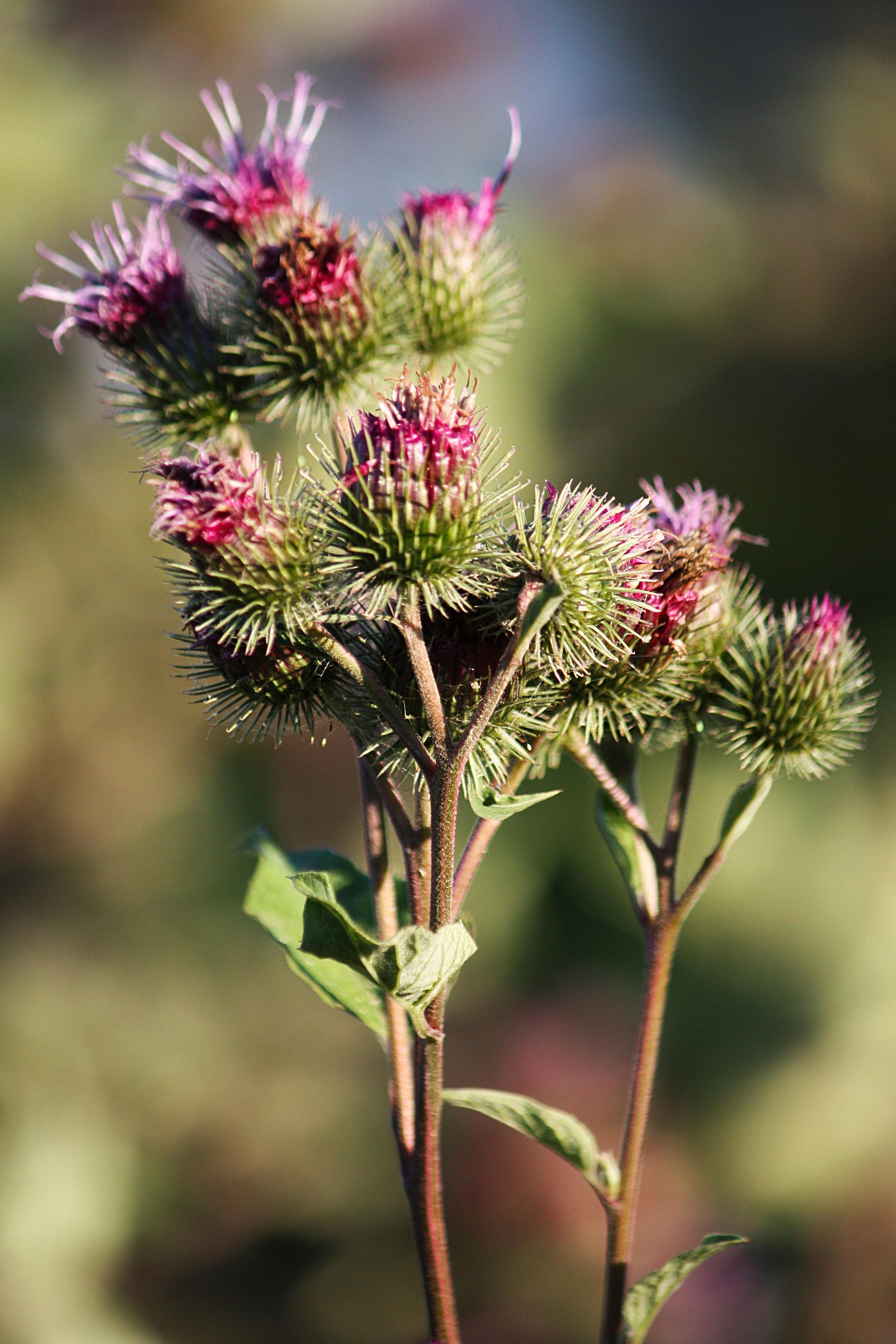 What Exactly is Burdock Root?