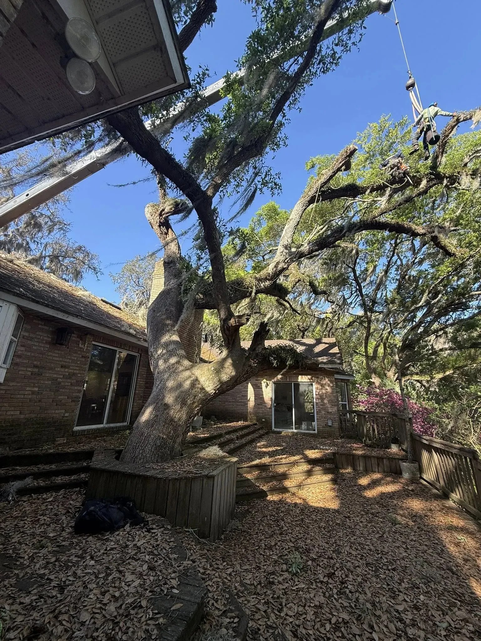 Comprehensive Tree Services