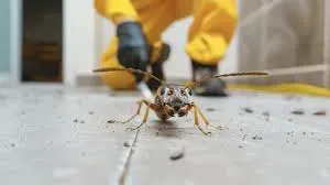 Tailored Cockroach Extermination Approaches