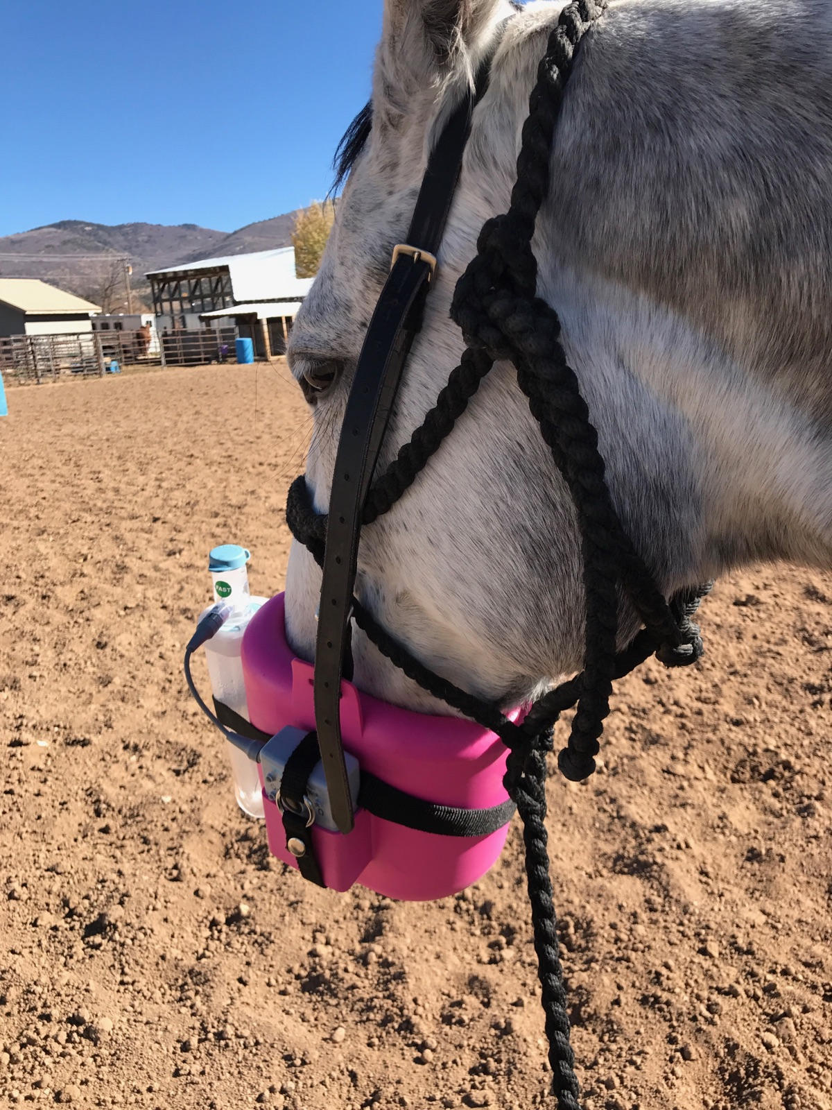 Holistic Equine Supplements Supporting Every Horse System
