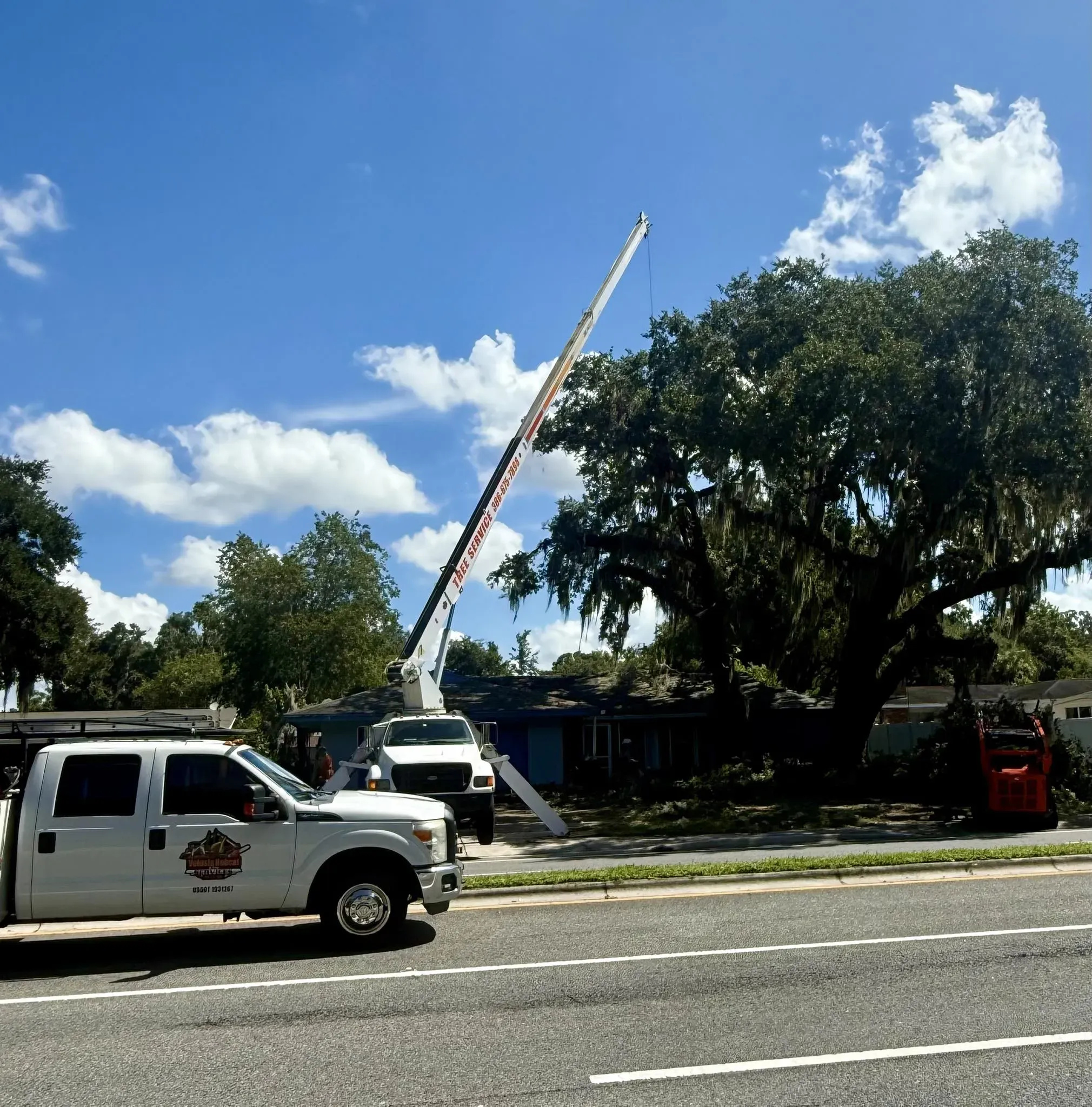 Professional Tree Trimming Solutions