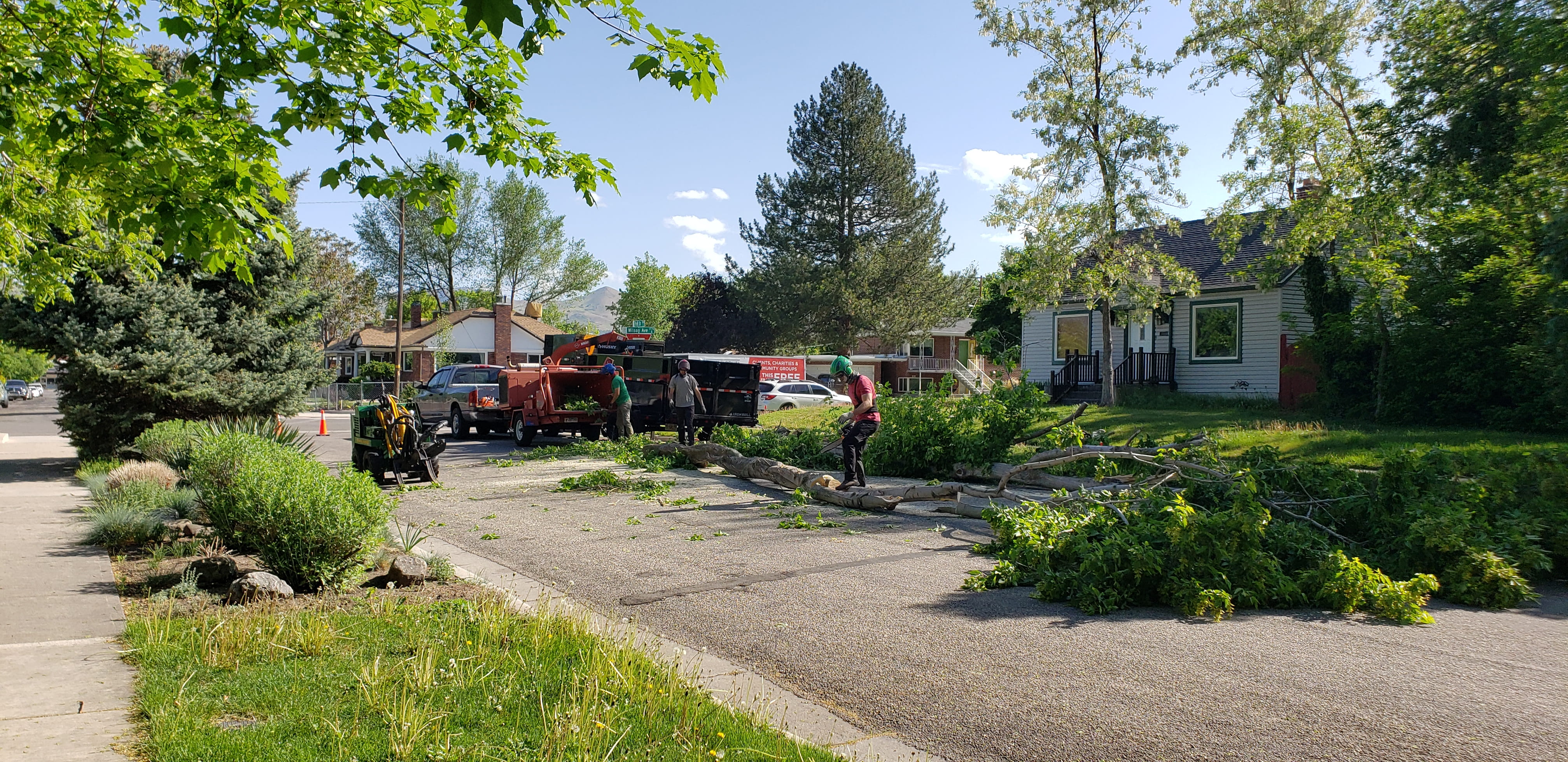 What Sets Our Professional Tree Removal Service Apart?
