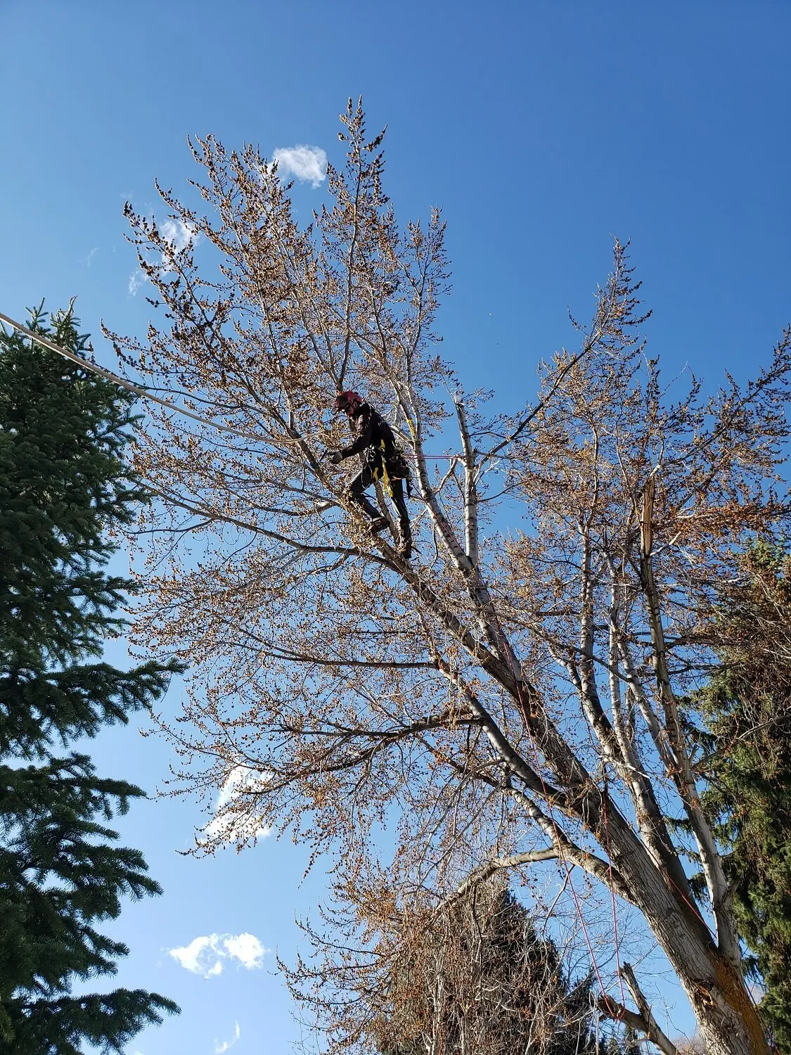 Why Opt for Timber Ridge Tree Service for Your Tree Trimming Needs?