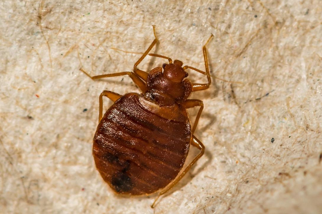 When to Call a Professional Exterminator