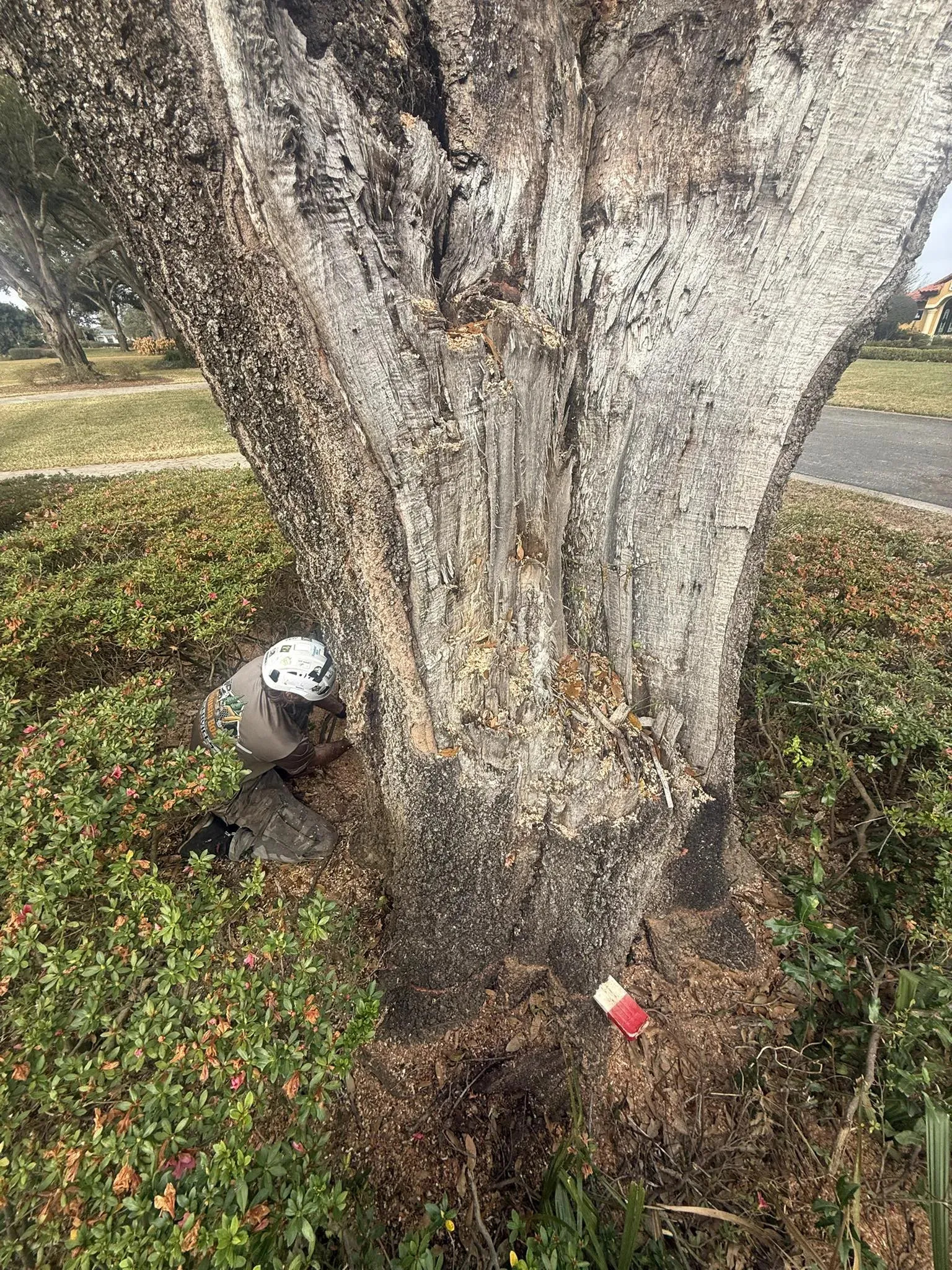 Tree Trimming and Pruning Solutions