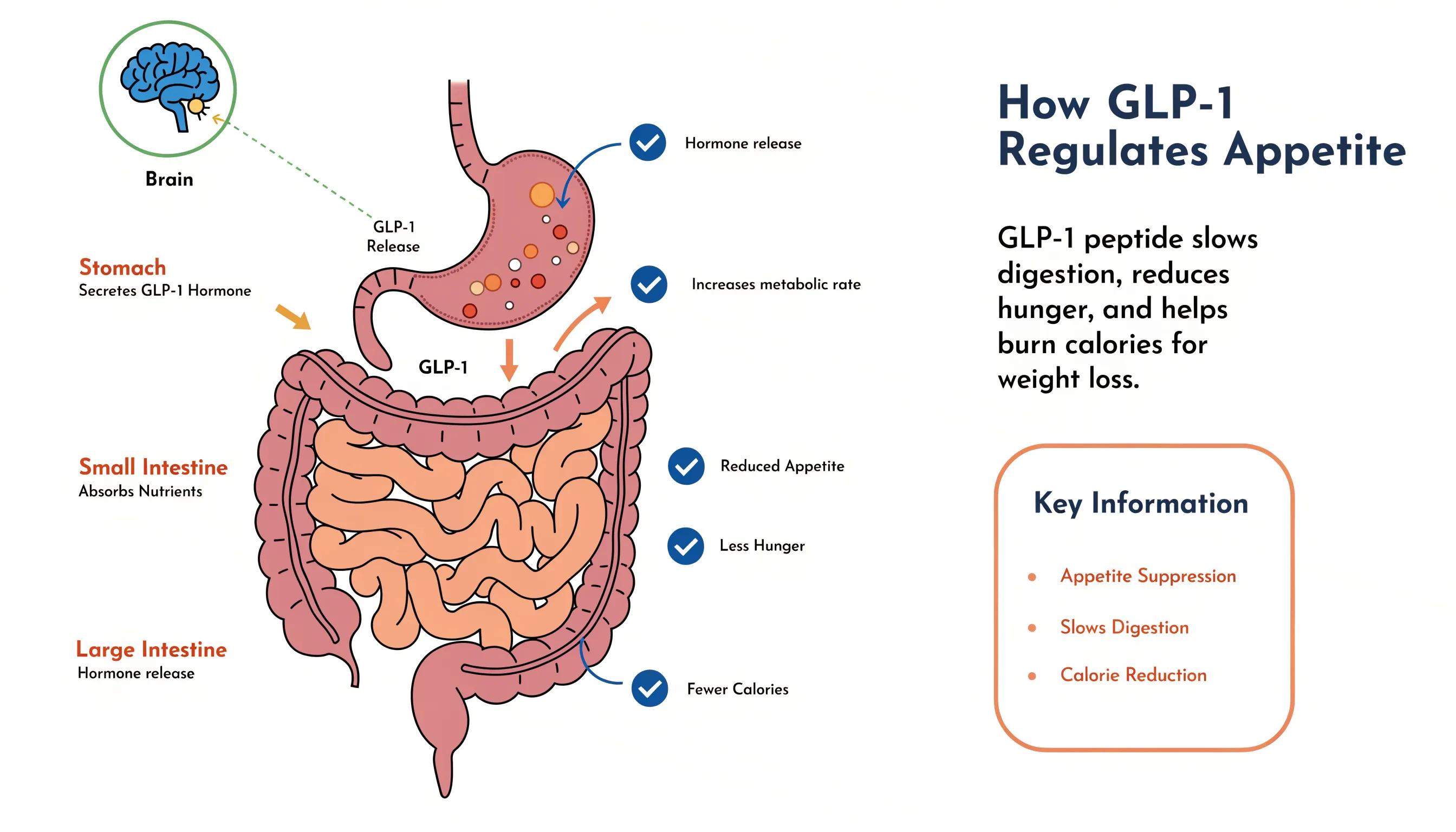 Illustration of GLP-1 hormone action in the digestive system for weight loss