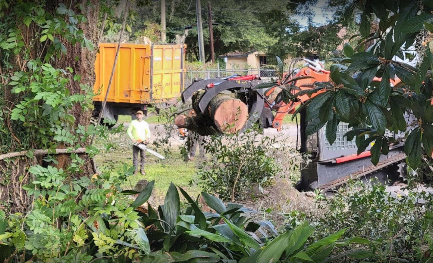 Tree removal process by professionals, highlighting safety and expertise in tree care