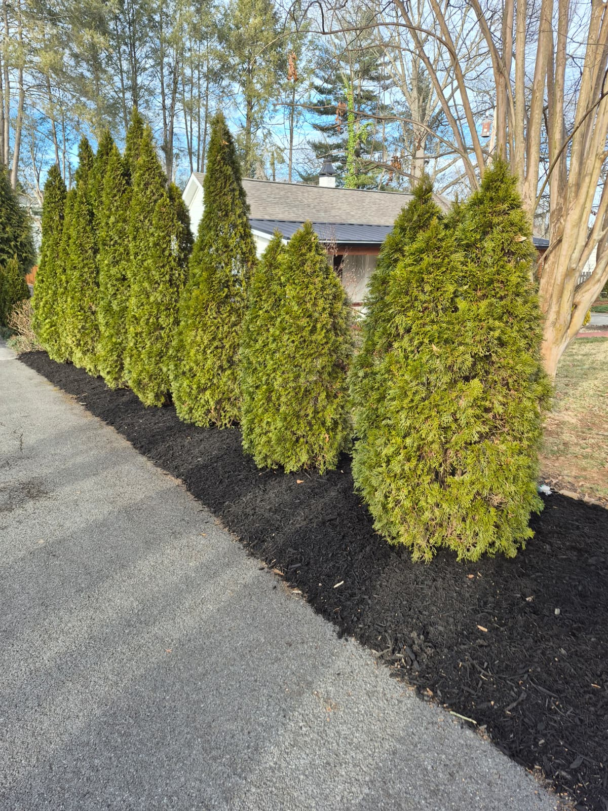 Professional Hedge Trimming Services in Knoxville, TN